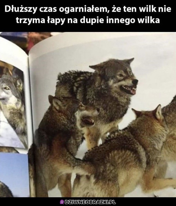 Rozkmina