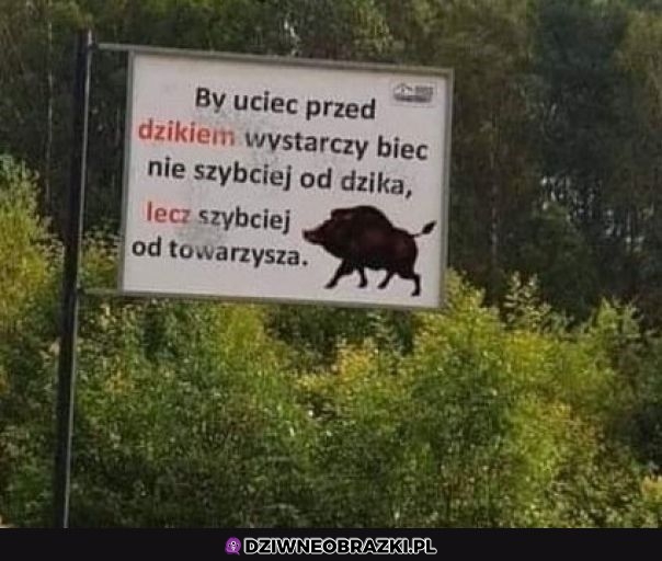 Warto zabierać kogoś do lasu