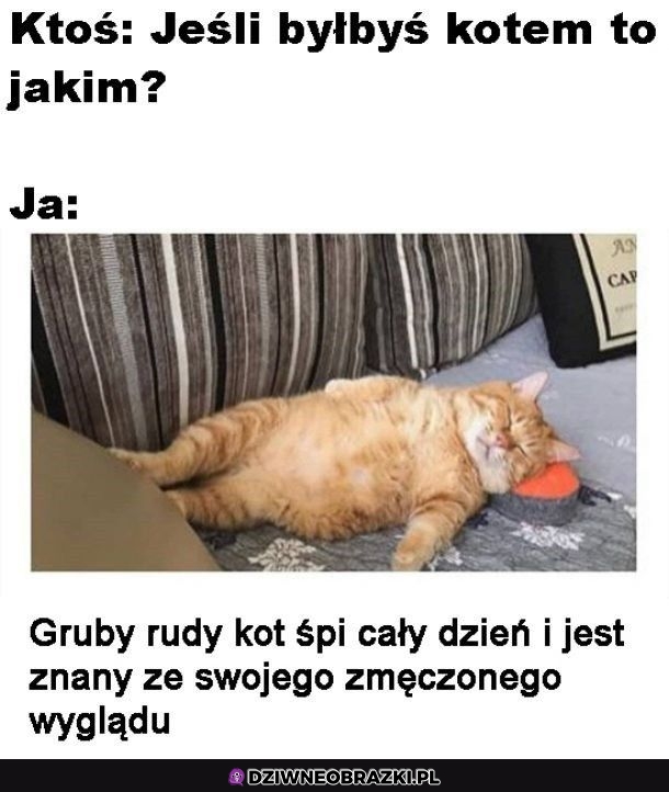 Takim kotem bym był