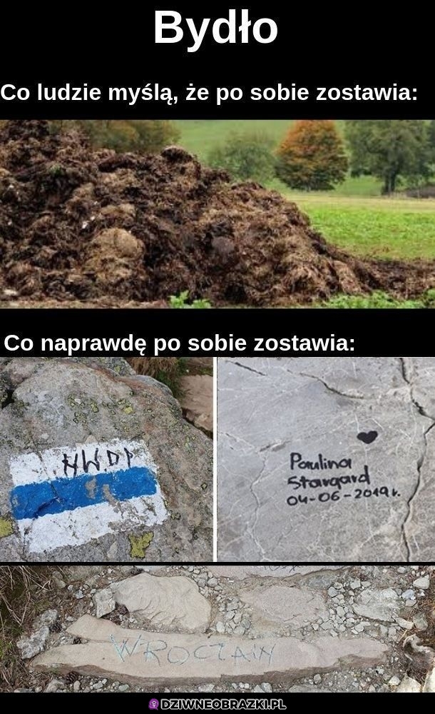 Prawdziwe bydło