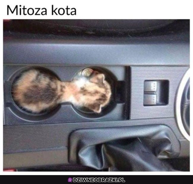 Ważny proces