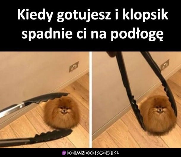 Klopsik spadł