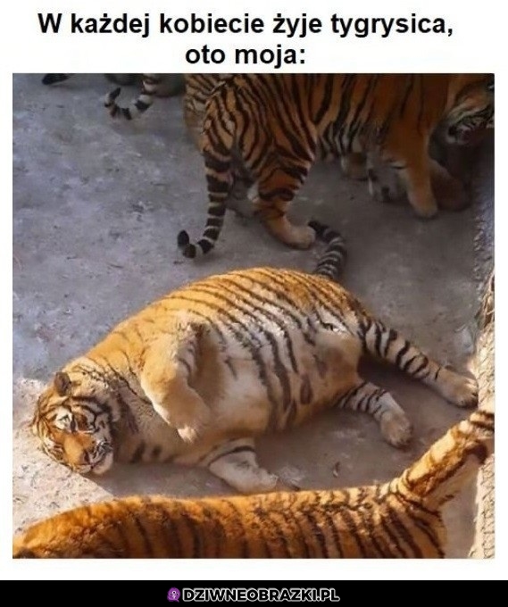 Mój tygrysek