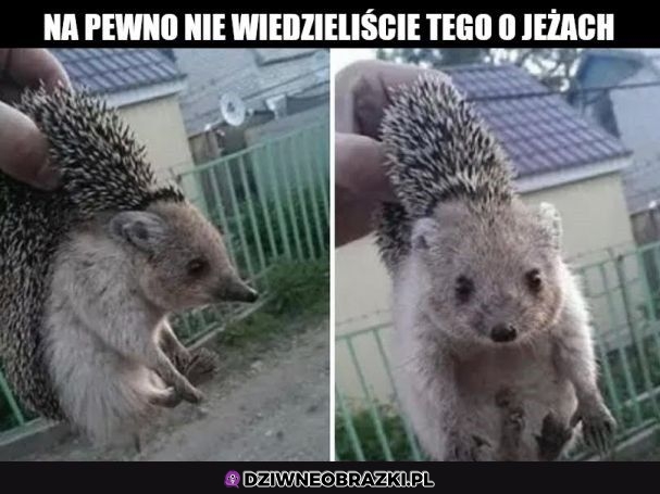 Ciekawostka