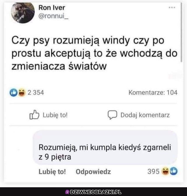 Psy i windy Psy i windy