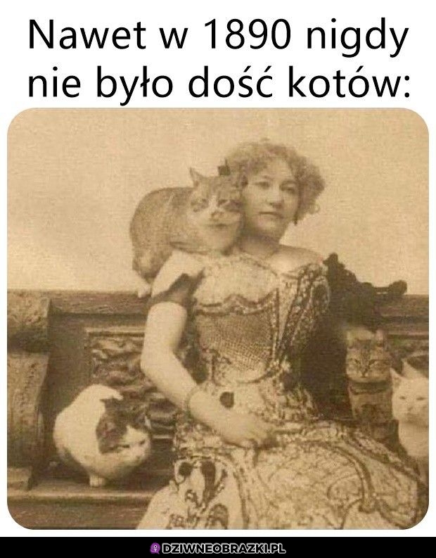 Kotów nigdy dość