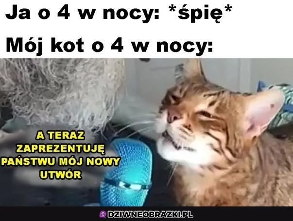 Koteł o 4 w nocy