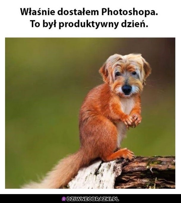 Pierwszy dzień fotoszopa
