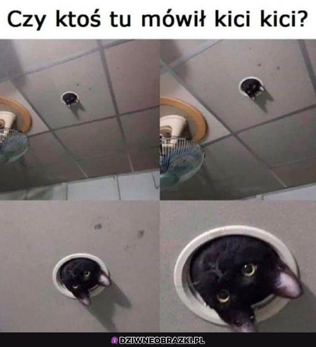 Wzywaliście?