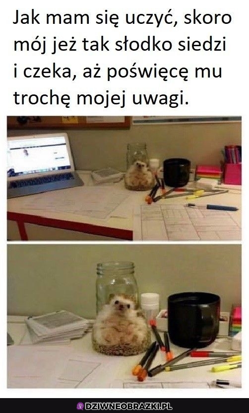 Ale słodziak
