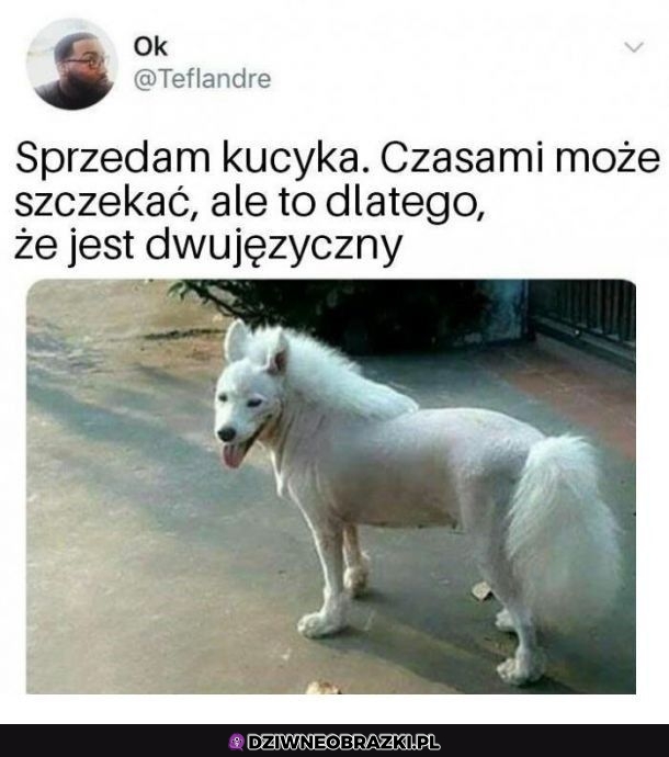 Kuceł