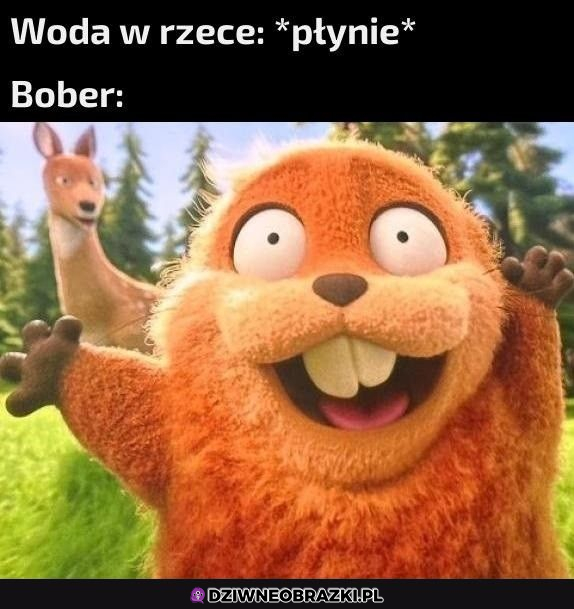 Kiedy bober widzi wodę