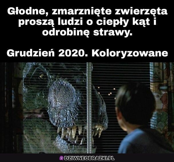 Wpuśćcie je