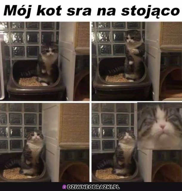 Dziwne kitku