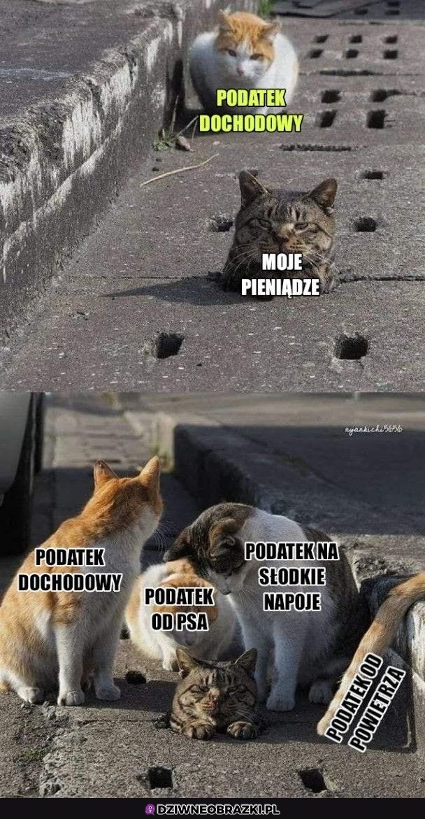 Wszystkie je chcą