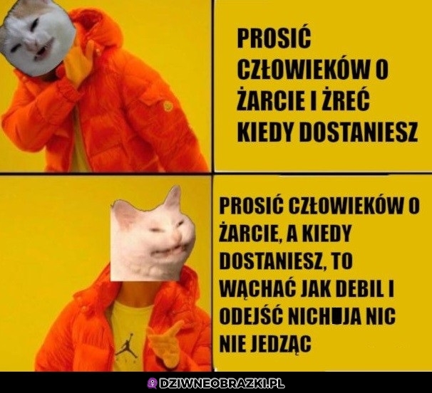 Żarcie
