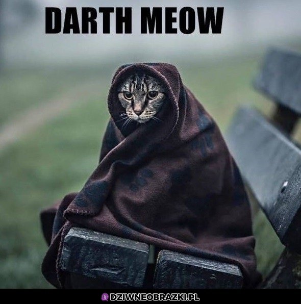 Darth Meow