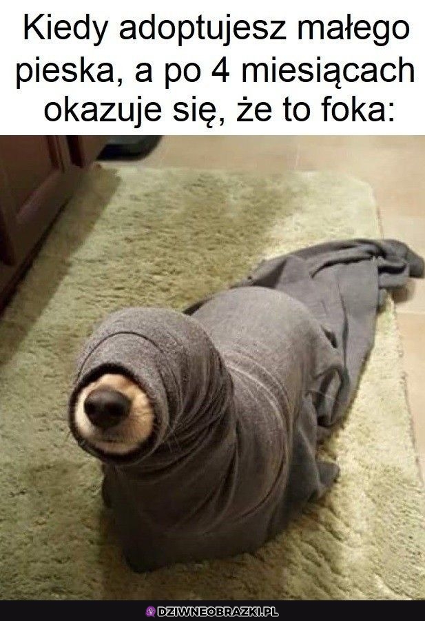 Fokeł wyrósł z tego