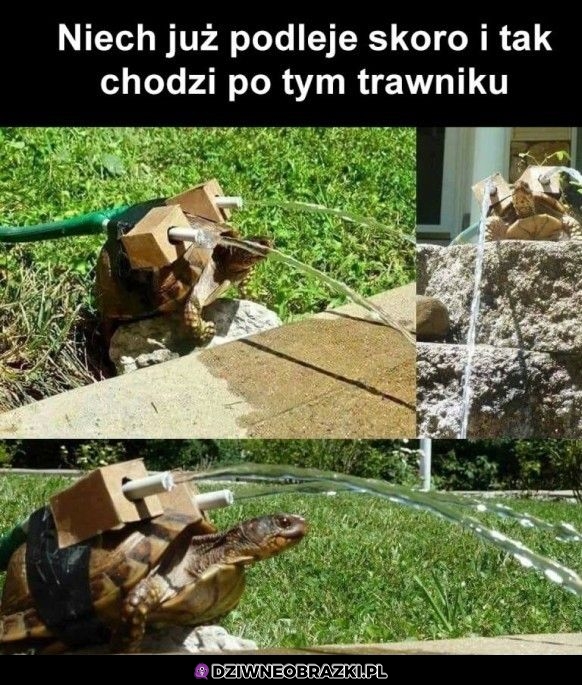 Ale słodki Blastoise!