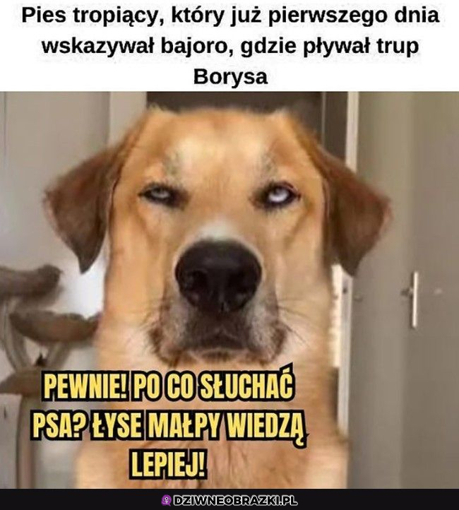 Musieli się nachodzić