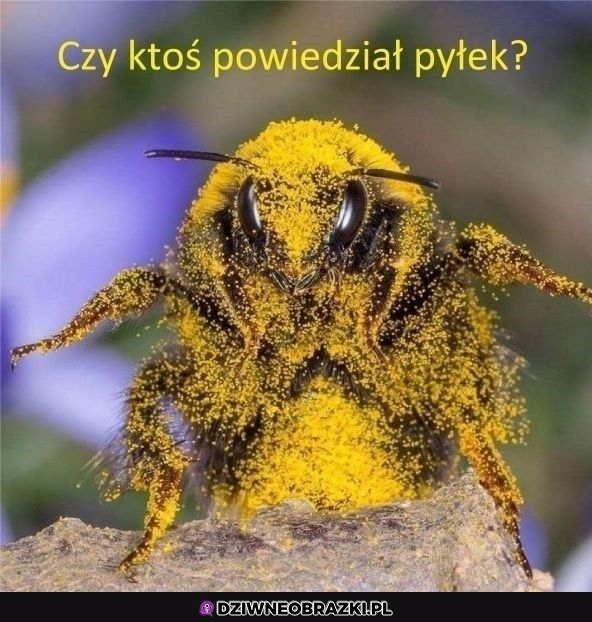 Jest jeszcze gdzieś pyłek?