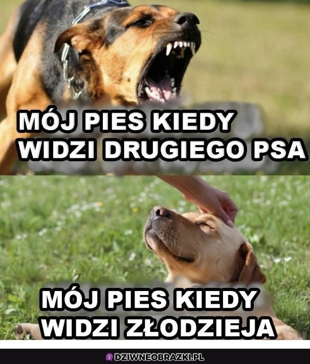 Mój pies taki jest