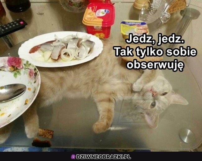 No jedz jedz