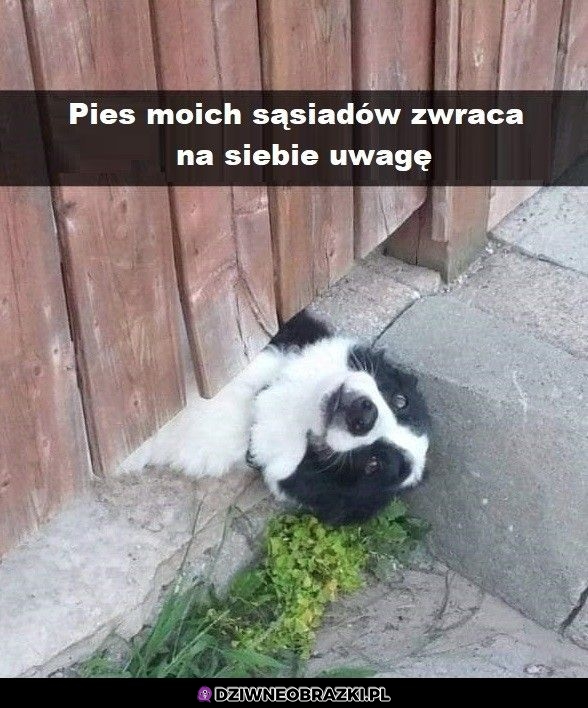 Atencjusz