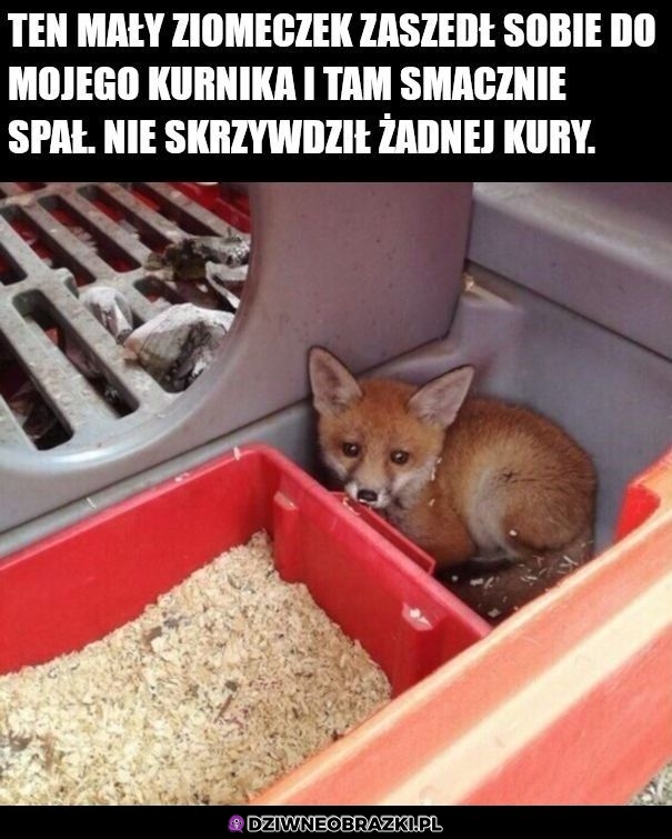 Dobry ziomek lisek