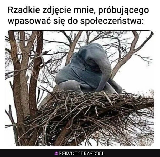 To ja