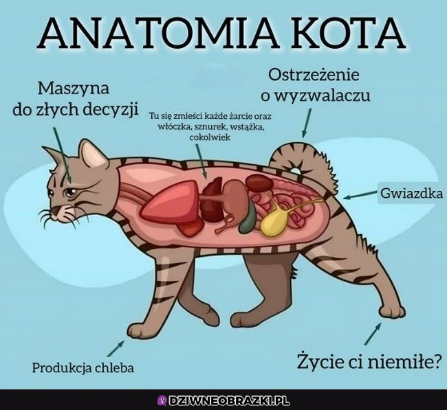 Anatomia kota