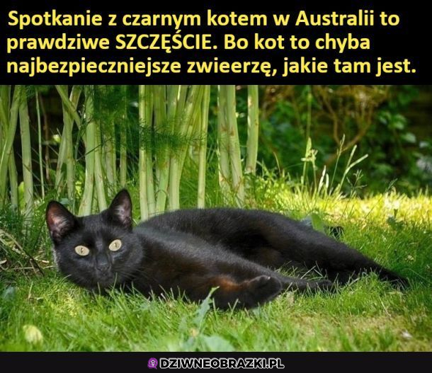 Spotkanie z kotem to zawsze szczęśliwa rzecz
