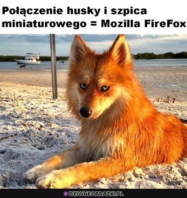 Przynajmniej ramu nie zżera
