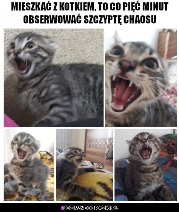 Mieszkanie z kotełem