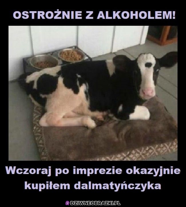 Dalmatyńczyk