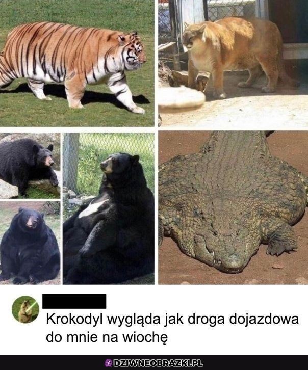 Krokodyl
