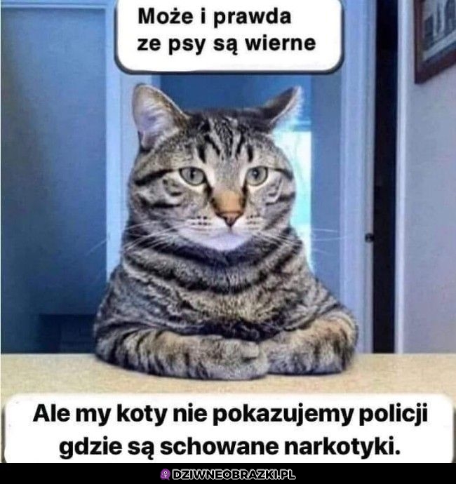 Może i psy są wierne, ale...
