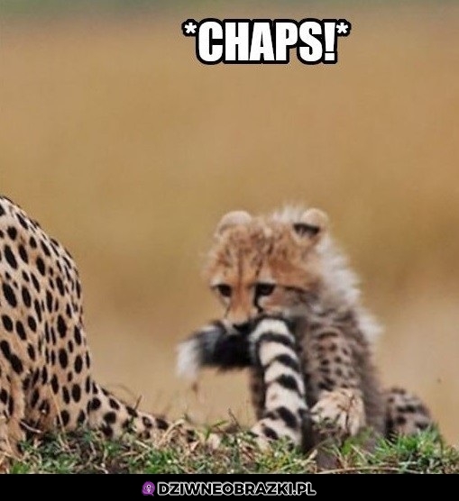Chaps