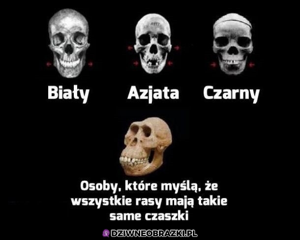 Czaszki
