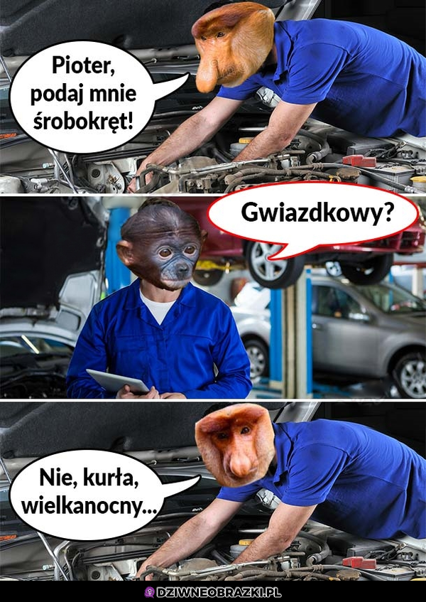 Pioter kurła