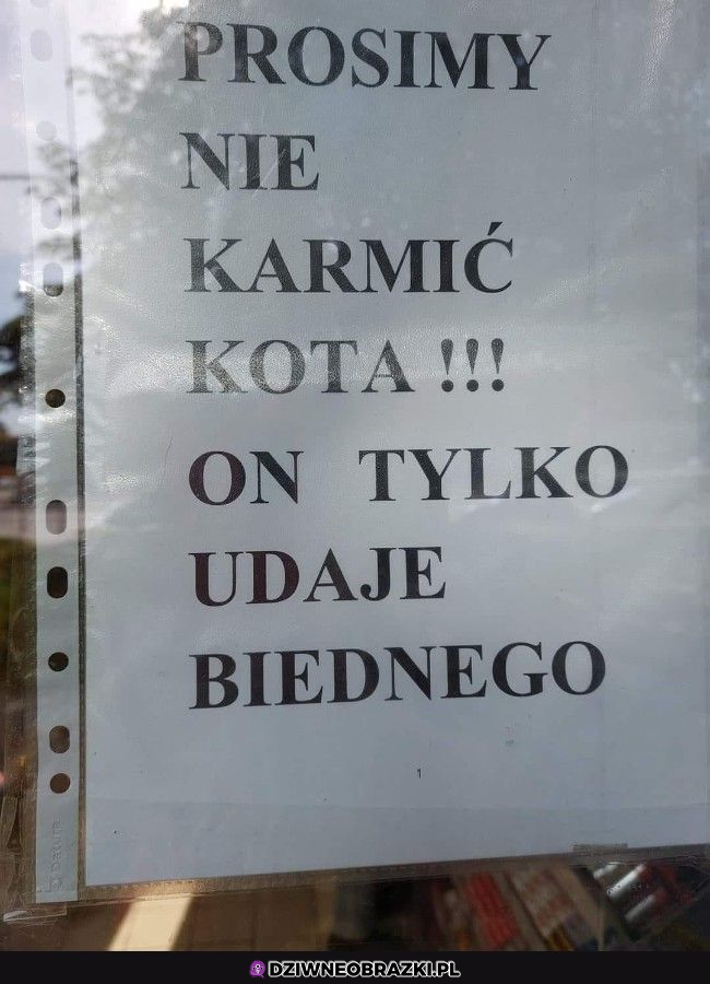 Nie karmić kota