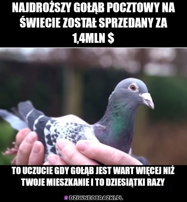 Najdroższy gołąb