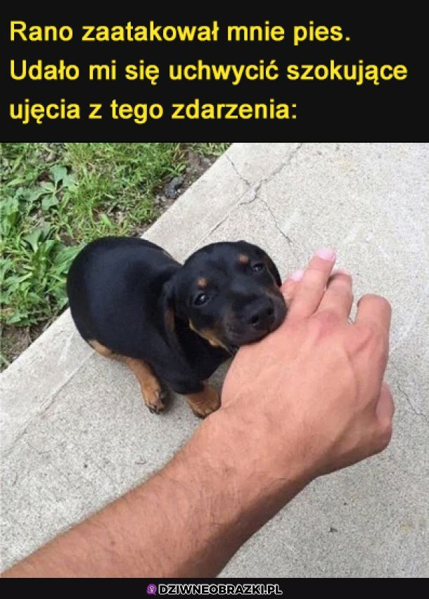 Przerażający atak psa