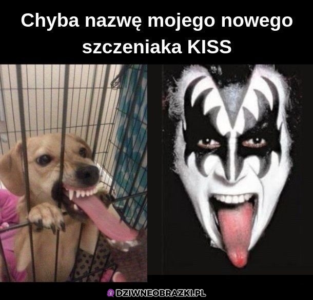 Szczeniaczek