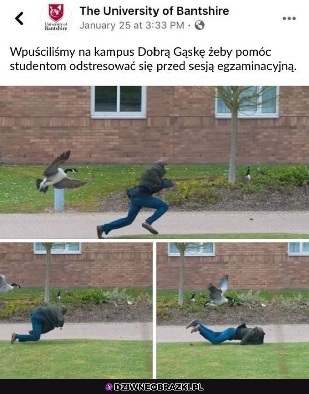 Dobra gąska