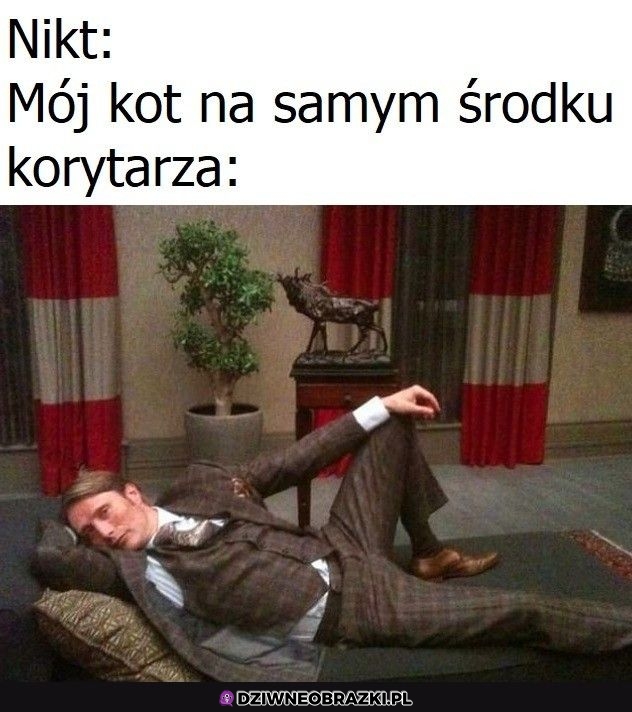 Jego ekscelencja koteł