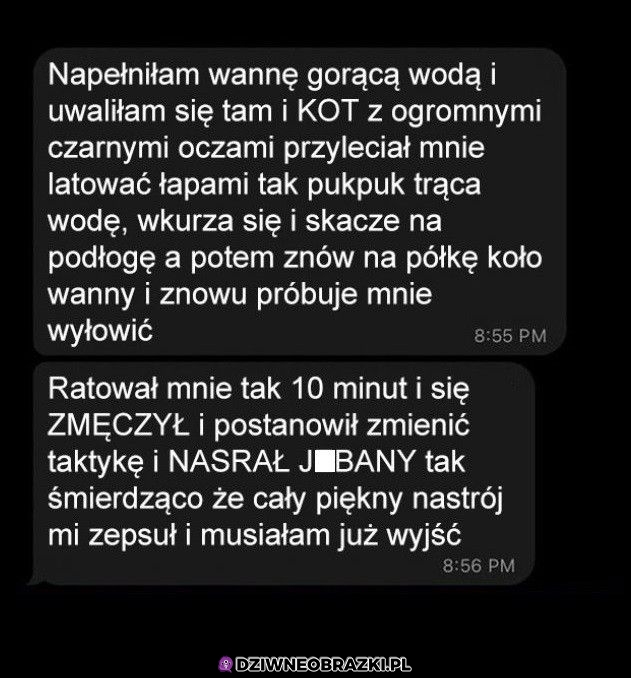 Z kotem nie wygrasz