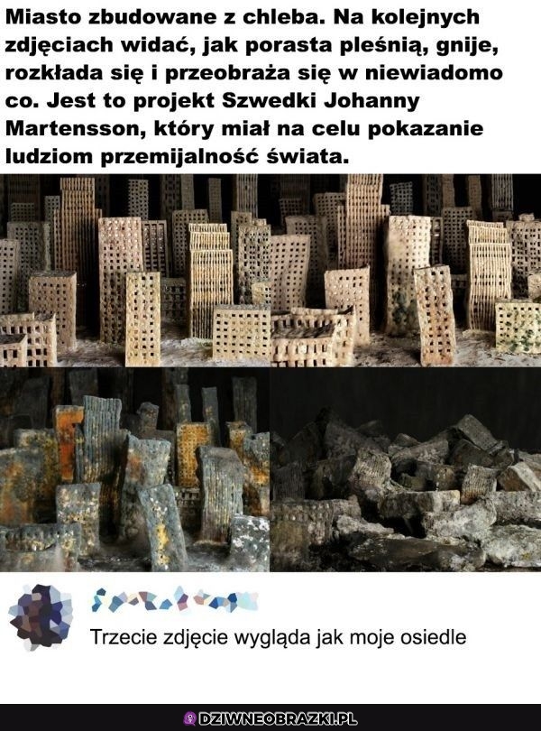 Szkoda mi Ciebie ziom