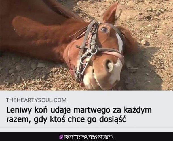Moje wewnętrzne zwierze
