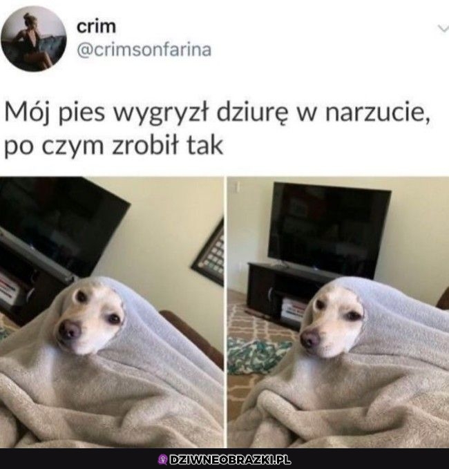 Rozumiem go Rozumiem go